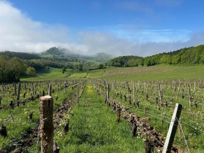 DEGUSTATION Vins du jura 23 Mai 2025 19h30 